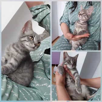 Котенок мальчик 3 месяцев