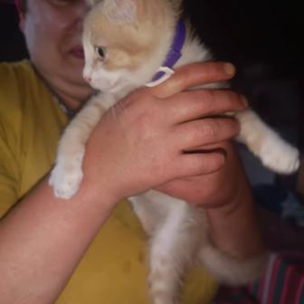 Отдам котенка, мальчик.