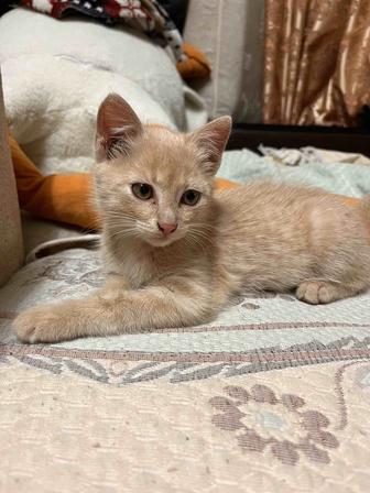 срочно отдам котенка