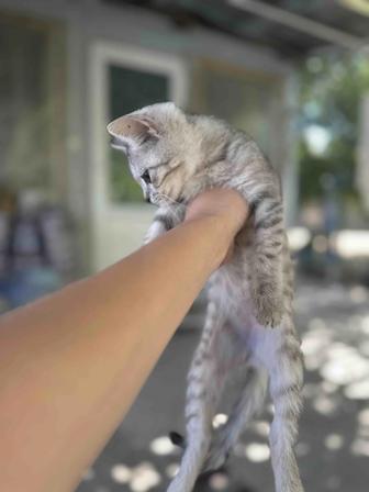 Отдам котят,3 месяца,оба мальчики,кушают все , ходят в лоток,игривые
