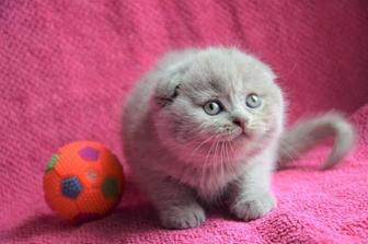 Шотландские вислоухие котята