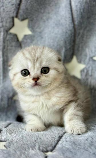 Котята шиншиллы