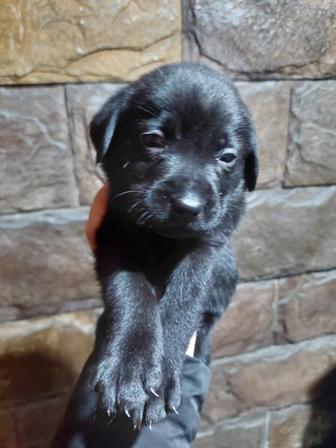 Продам щенков лабрадора