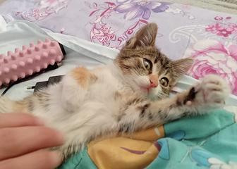 Котенок трехцветка в добрые руки