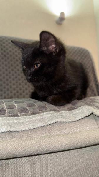 Котенок мальчик в поисках дома
