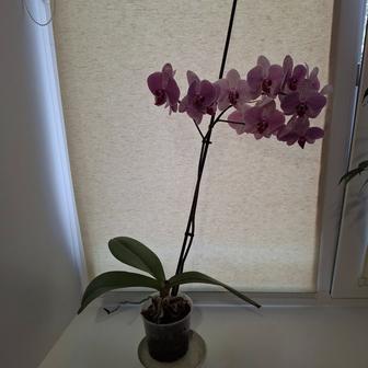 Продам комнатные цветы
