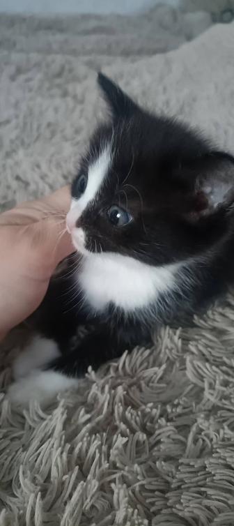 Отдам котят в хорошие руки