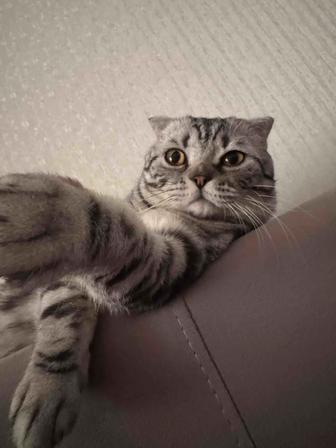 Отдам кота в хорошие руки
