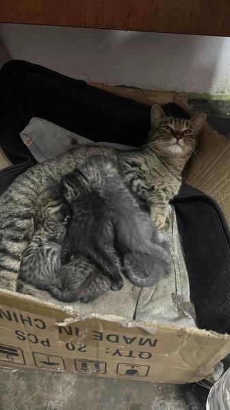 Отдам котят хорошие руки даром