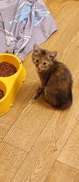 Отдам бесплатно домашних котят