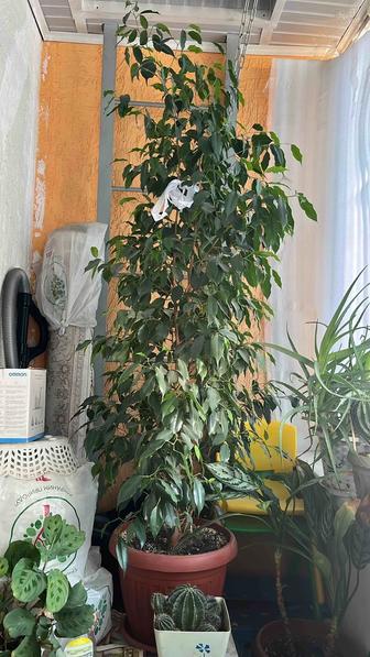 Продается фикус Бенджамина!