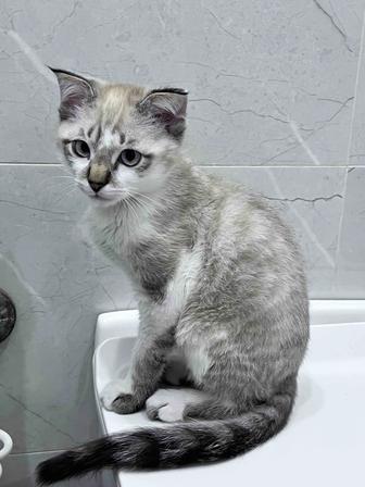Продам котенок