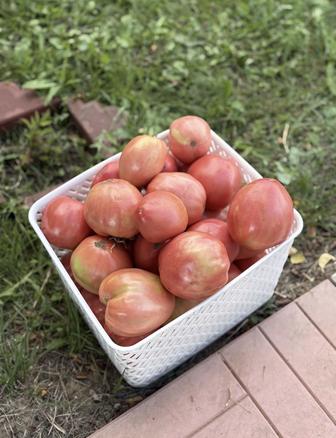 Продам домашние помидоры