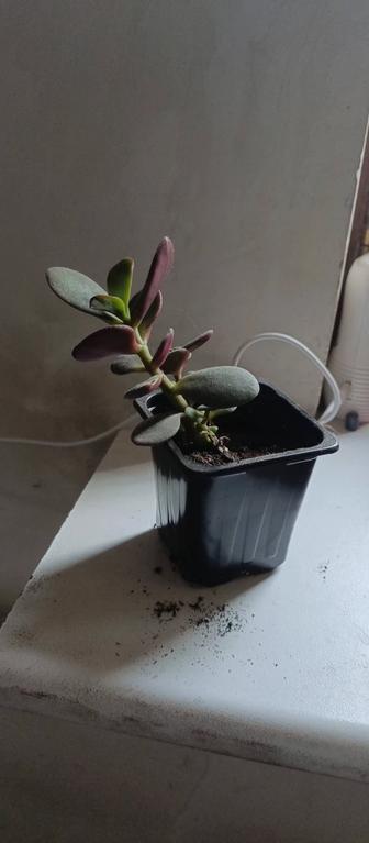 Продаю денежное дерево, хлорофитум