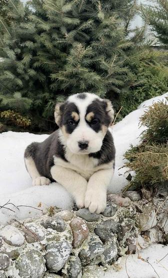 кобель среднеазиатской овчарки, алабай в продаже