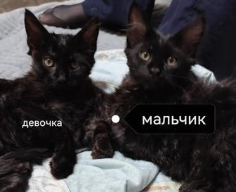 Девочка котёнок