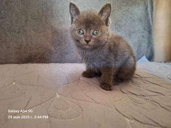 Отдам котят в хорошие руки!!!