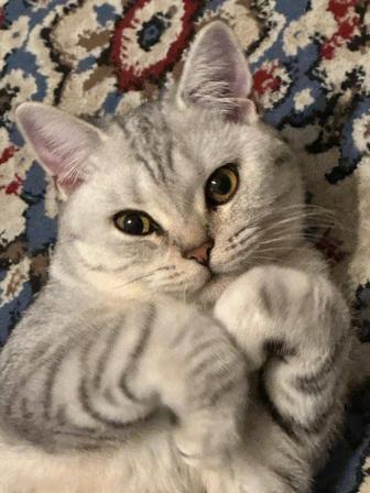 Одам бесплатно кошку 1,5года