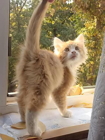 Продаю котят