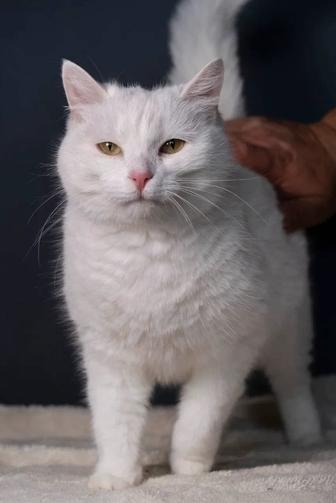 Кошка в добрые руки