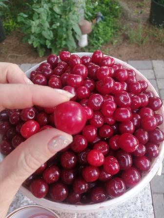 Продам домашние ягоды. Вишня, крыжовник.