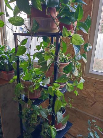 Эпипремнум золотистый.