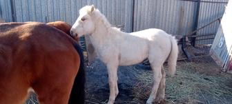 Продам лошадь. Жабағы