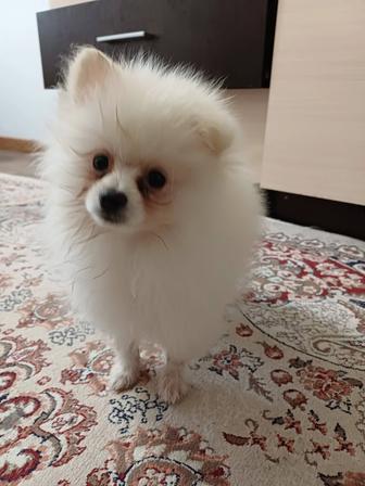 Продам немецкого шпица