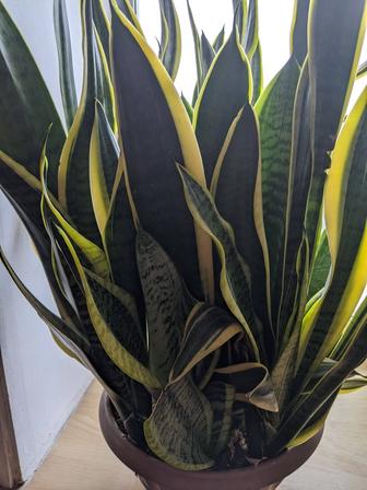 Сансевиерия трёхполосная