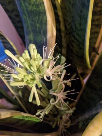 Сансевиерия трёхполосная