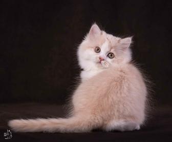 КОШКИ СЧАСТЬЯ