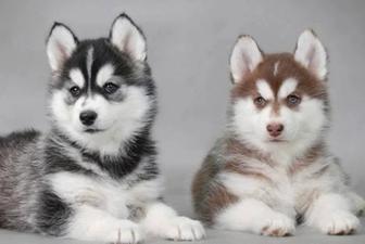 Щенки хаски двухмесячные