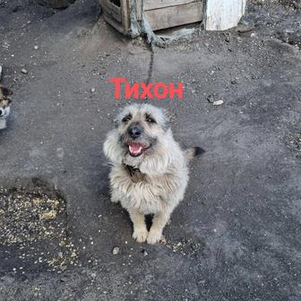 Собаки