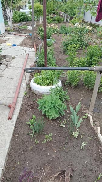Скос тросы касиллкои