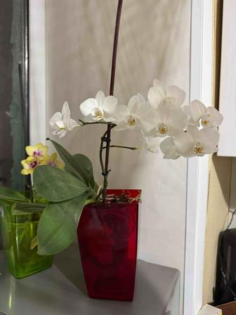 Продам орхидеи