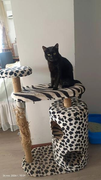 Отдам кота с приданным