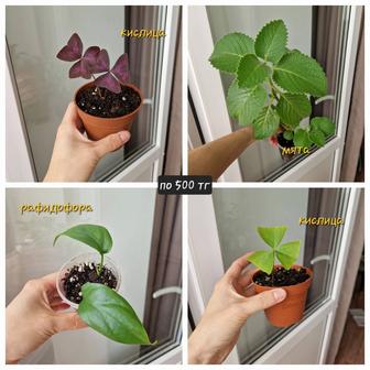Комнатные растения, разные