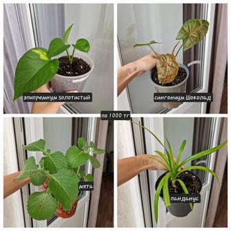 Комнатные растения, разные