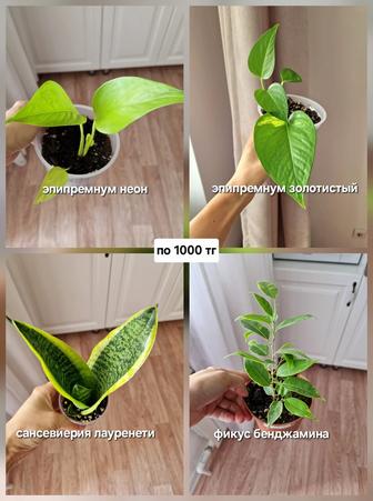 Комнатные растения, разные