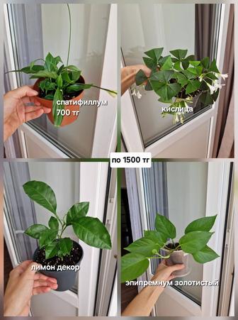 Комнатные растения, разные