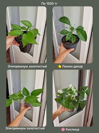 Комнатные растения, разные