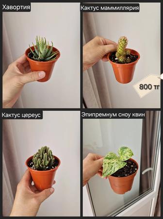 Комнатные растения, разные