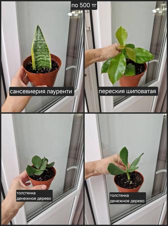 Комнатные растения, разные
