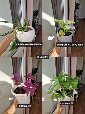 Комнатные растения, разные