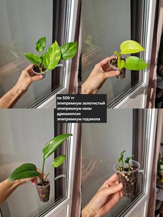 Комнатные растения, разные