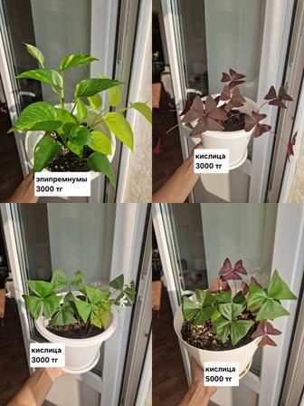 Комнатные растения, разные