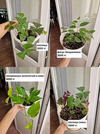 Комнатные растения, разные