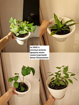 Комнатные растения, разные