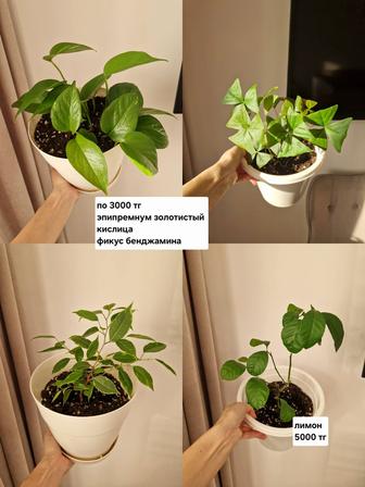 Комнатные растения, разные