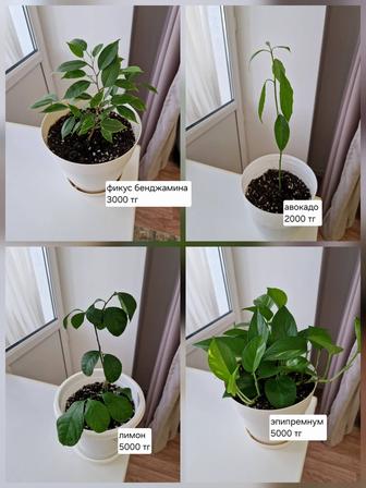 Комнатные растения, разные